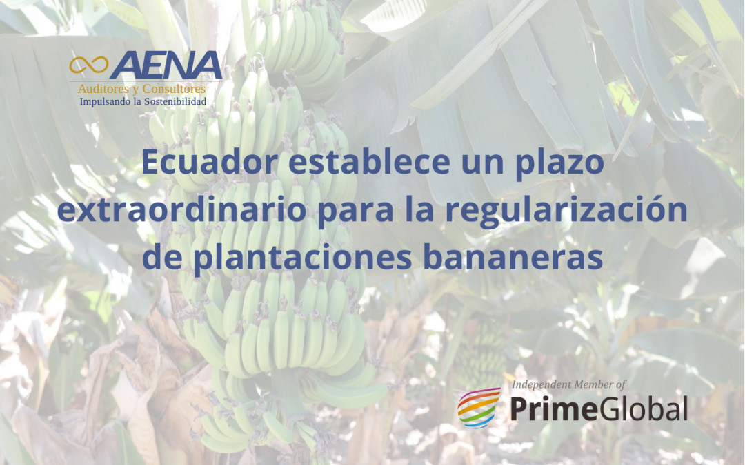 Ecuador establece un plazo extraordinario para la regularización de plantaciones bananeras